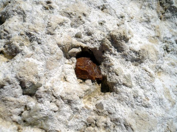 côte Halitherium in situ 2