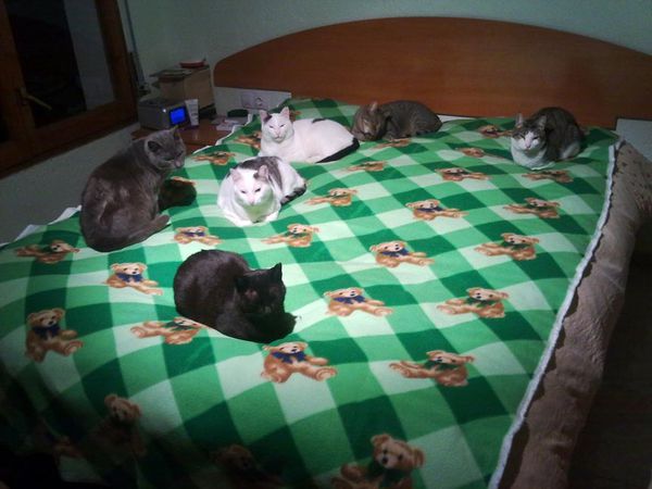 Gatets-en-cama-mas-sequitos.jpg