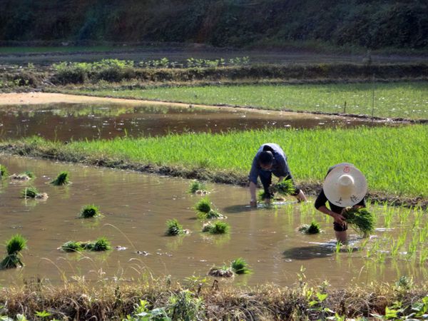 anhui-été (02)