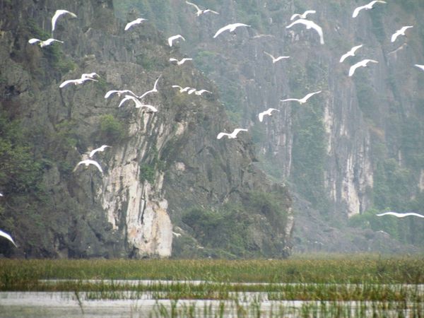 oiseaux riviere vietnam