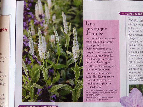 article-ami-des-jardins-nov-2013---veronique-charlotte.jpg
