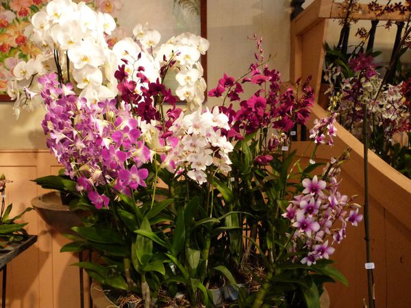 courson 2013 - orchidées vacherot et lecoufle