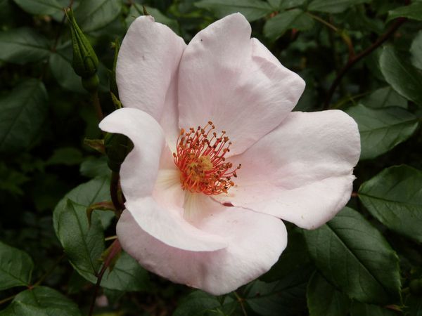 le-jardin-de-valerie---24-mai-2014---rosier-petit-papillon.jpg