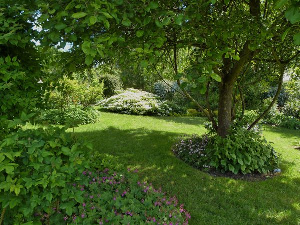 les jardins de viels-maisons un très beau viburnum plicatu