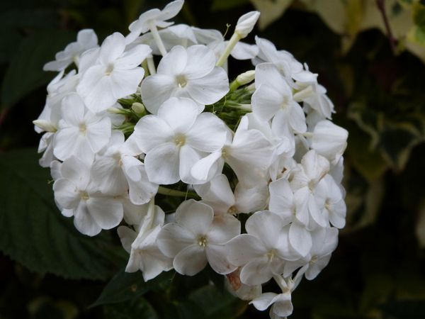 phlox-blanc.jpg