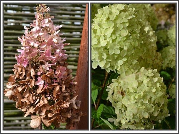 Montage-hydrangeas-1.jpg