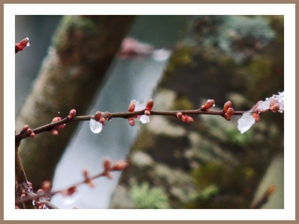 Oiseaux de nos jardins (52)