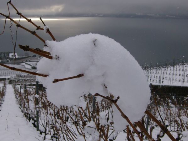 Lavaux-2009-046.jpg