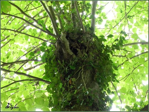 quand tu rencontres un arbre