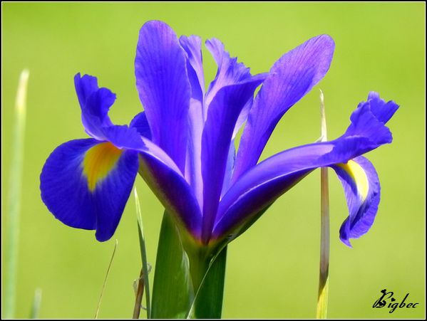 Iris-2012.jpg