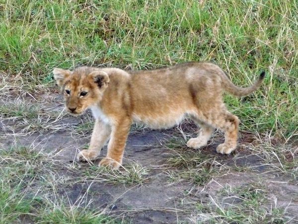 bébé lionceau