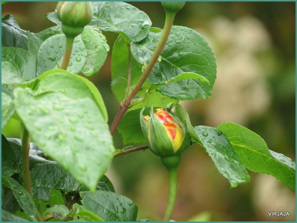 jardin-et-fleurs 2157