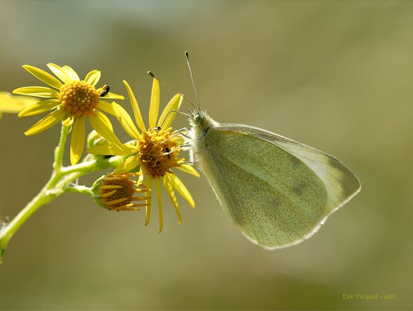 Papillon-Aube.jpg