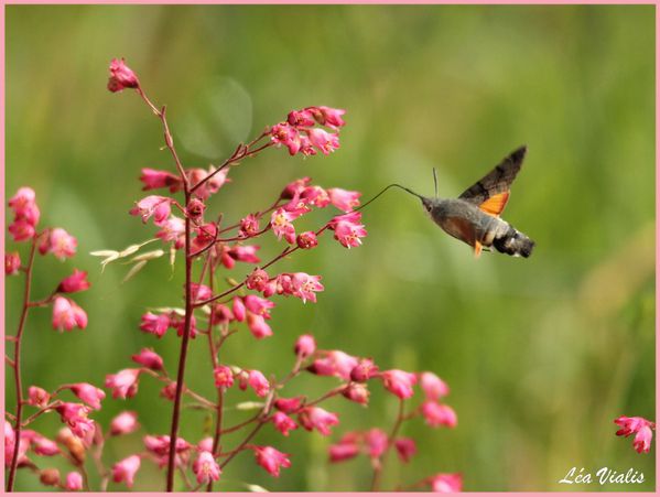 Papillons-0265-Moro-sphinx.jpg