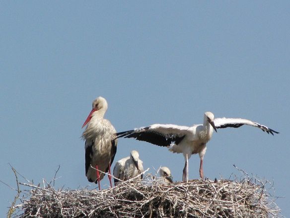 dim-marais-26-05-13-080.JPG