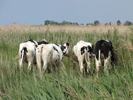 dim-marais-26-05-13-124.JPG