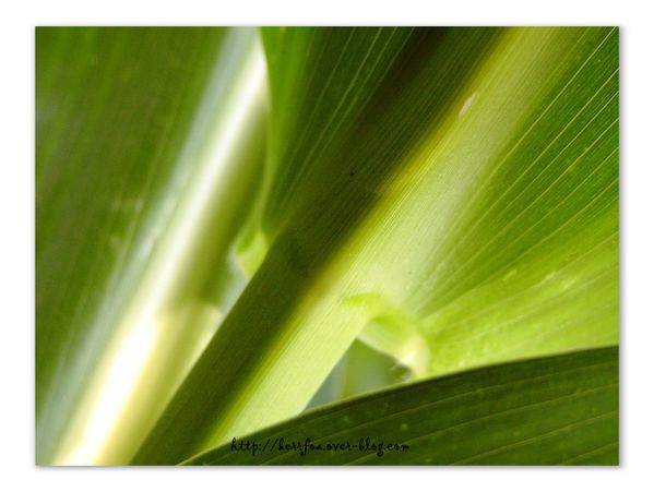 feuilles de maïs (2)