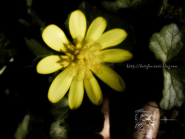 Petite Fleur jaune