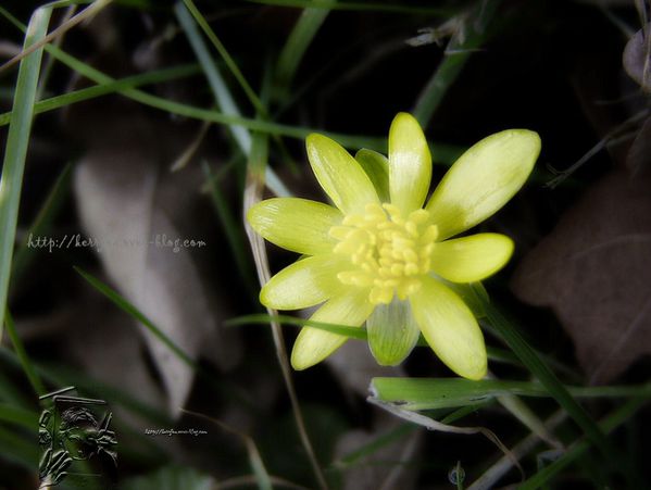 petite fleur jaune3