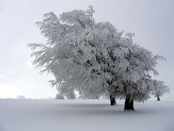 hiver wikimedia