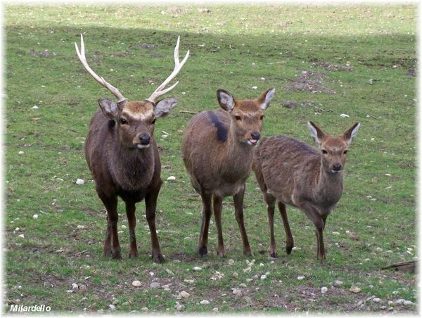 rm-pb-cerf-sika.jpg