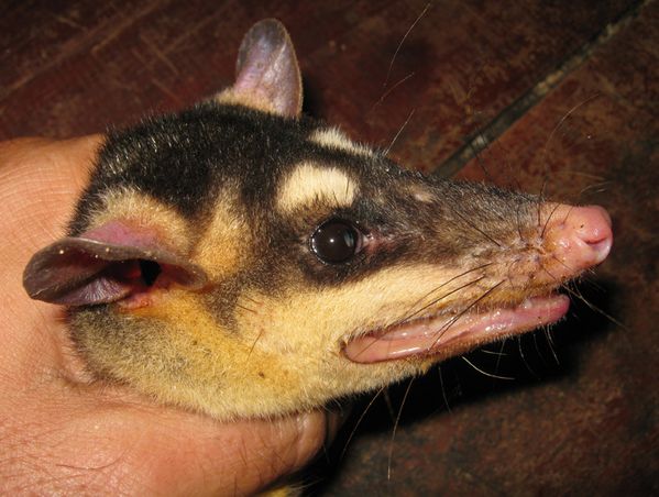 Philander opossum 
