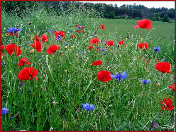 bleuets-et-coquelicots-011-333