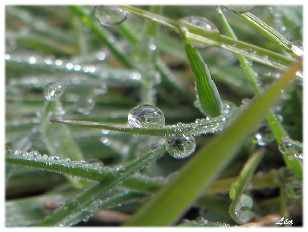 P5108759 pluie herbes