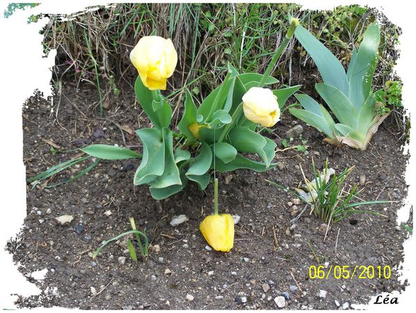 100 7958 tulipes abimées