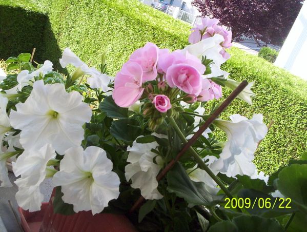 100_6091.jpg