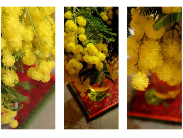 MIMOSA jaune bouquet Valérie Albertosi