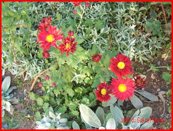 Chrysanthemes-rouges-4763.jpg