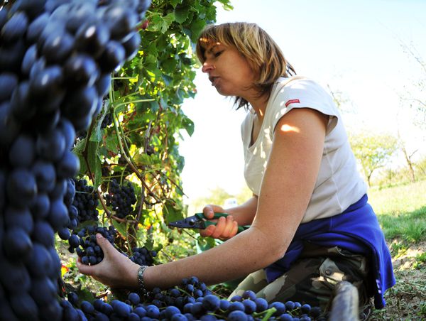Belle-de-Vignes.jpg