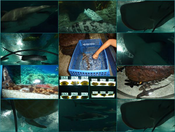 07-shg-aquarium-requins