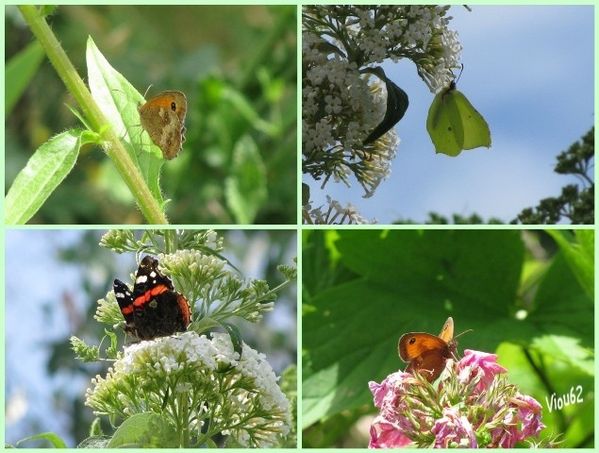 papillons