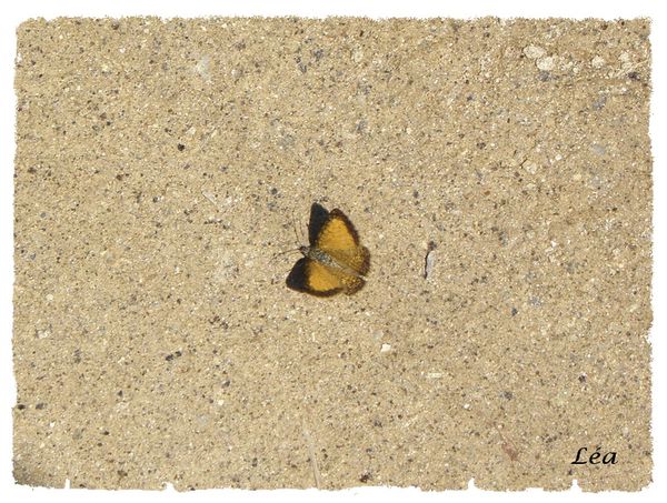 P6250584 papillon ocre noir