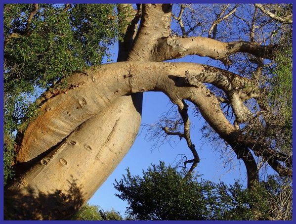 baobabs_amoureux-trekearth.jpg