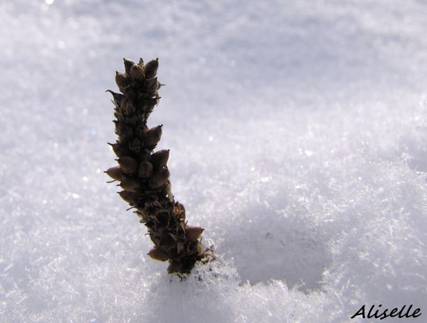 Plantin-neige-1.jpg