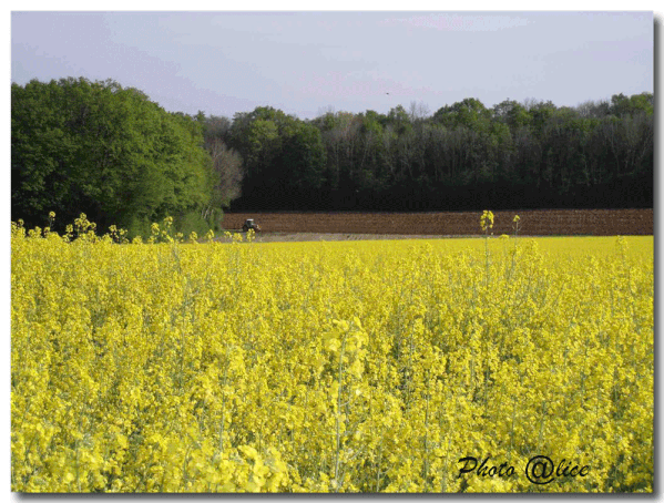 Fouchecourt-colza-Alice.gif
