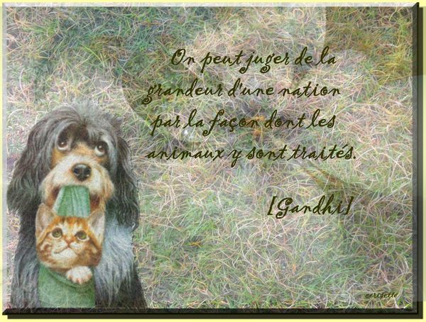 Citation De Gandhi Sur Les Animaux freeCitation Citation De Gandhi Sur Les Animaux freeCitation