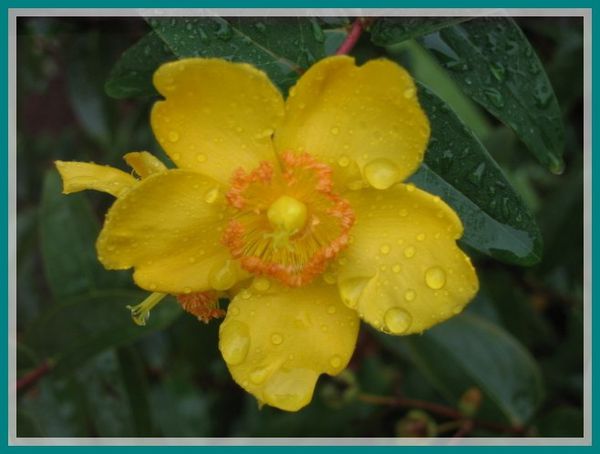 fleurs jaunes sous la pluie