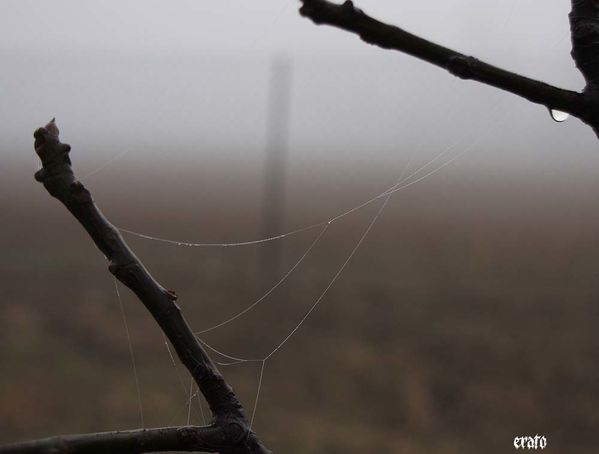 brouillard-18-01-2011-015-a.jpg