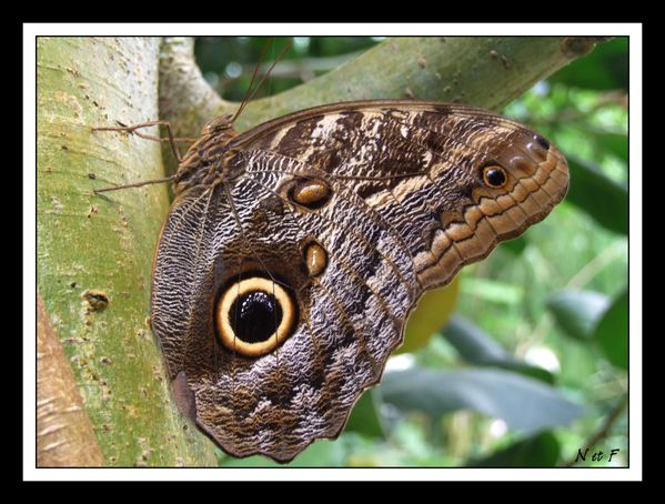 Caligo-eurilochus--papillon-chouette-.jpg