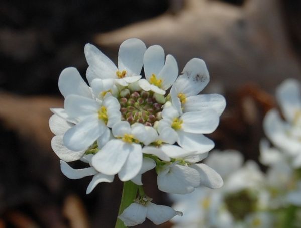 iberis sempervirens DSC 0479