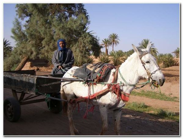 MAROC M'HAMID 225