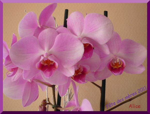 lunapic orchidee-2011