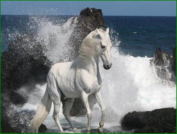 le cheval du président.