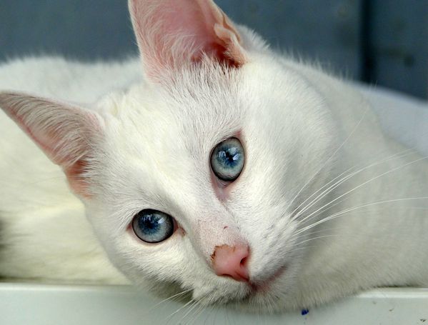 Chat blanc yeux bleu valerie albertosi 2010