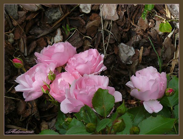 Buisson-de-roses.jpg