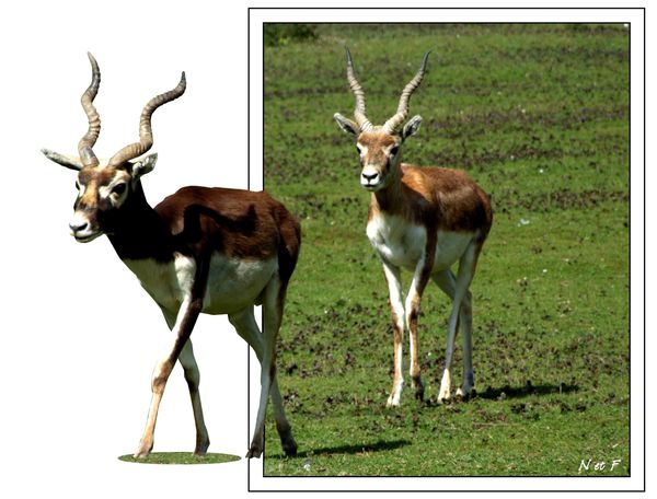 cerf-7-a.jpg
